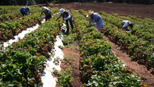 Plan de Seguridad Silvoagropecuario apunta a la protección transversal de las cosechas en Biobío 