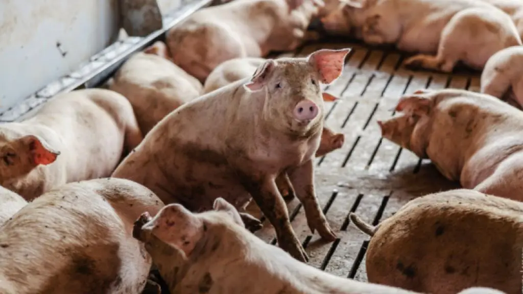 Acudirán a Tribunal Ambiental por malos de olores de plantel porcino de Tucapel