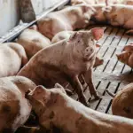 Acudirán a Tribunal Ambiental por malos de olores de plantel porcino de Tucapel