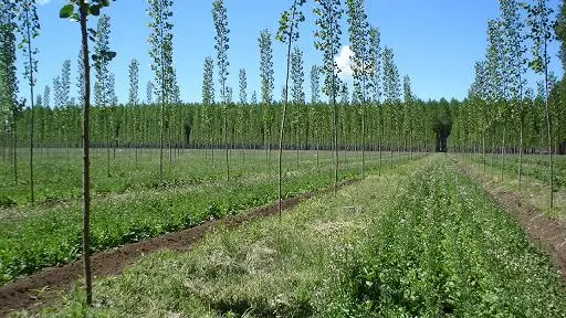 Detallaron beneficios del sistema agroforestal para propietarios y medioambiente