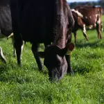 Si bien el sector lácteo emite cerca de un 0,9% del total de carbono producido en Chile, se han comprometido con su responsabilidad en la materia.