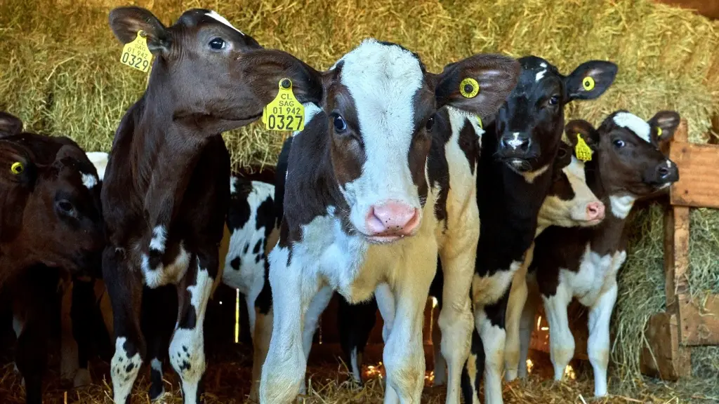 En octubre la recepción de leche cruda de Biobío presenta un descenso de 13,9% en relación al mismo mes del año previo. Este valor supone alcanzar 4,4 millones de litros, lo que supone una baja interanual de 709 mil litros frente a 2022.
