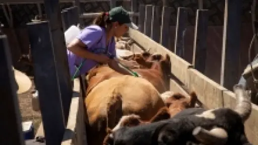 SAG modifica plazos de implementación del Sistema de Prescripción Electrónica de Antibióticos de uso veterinario