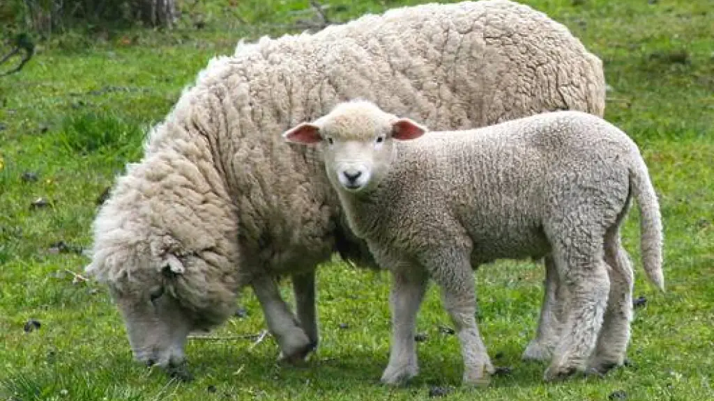 La especulación con los precios del cordero durante años anteriores llevó a que se pagaran precios muy altos por el alimento, que no se traspasaba a los productores.