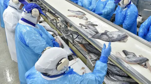 Aumento histórico en cuota china de Jurel: Embarcaciones  artesanales del Biobío extraen 15,060 toneladas en el 2023