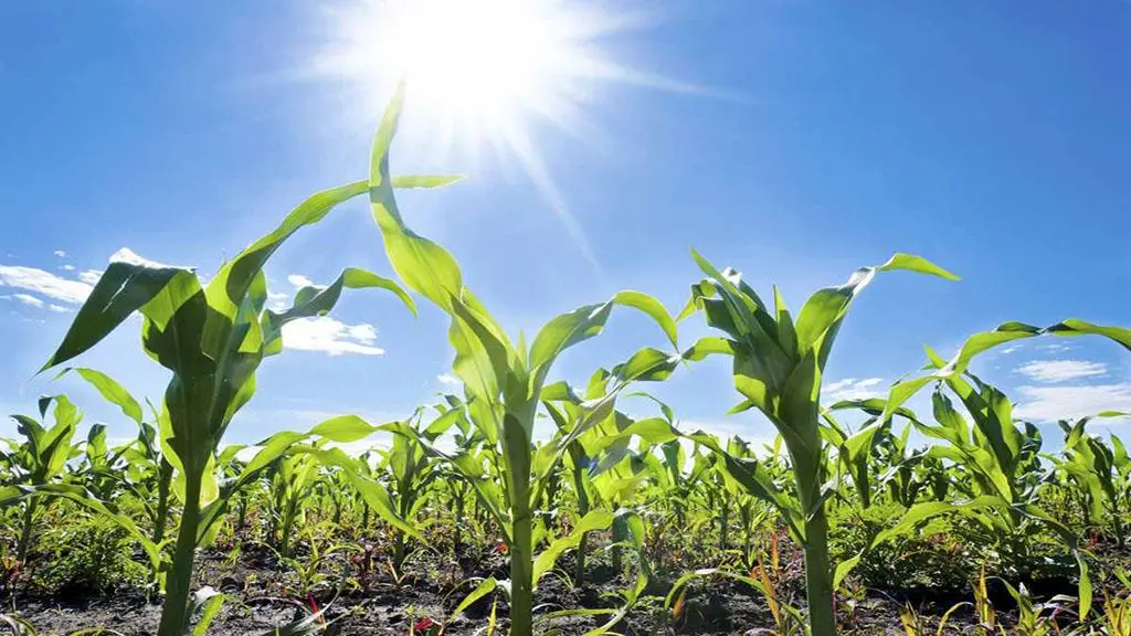 Desde la SNA recomendaron a los agricultores del país a tomar todas las medidas precautorias que puedan para bajar al mínimo el impacto de las altas temperaturas en la producción.