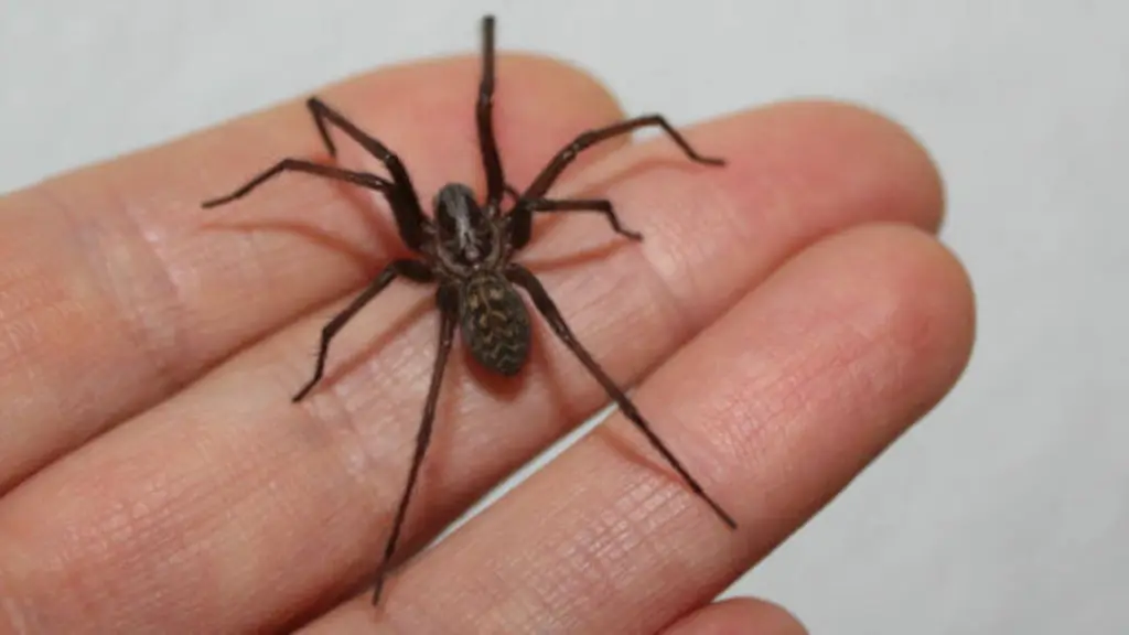 Araña de rincón suele aparecer en temporada de altas temperaturas., contexto