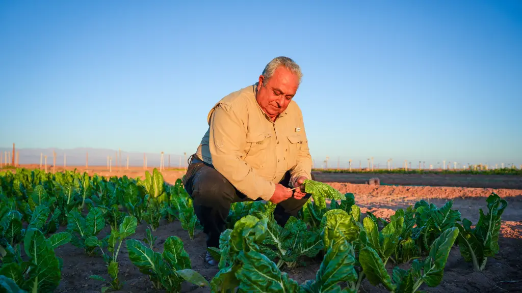 Programa prodesal, Cedida
