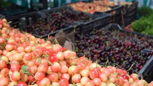 Productor local reclamó contra competencia desleal de vendedores de cereza de descarte