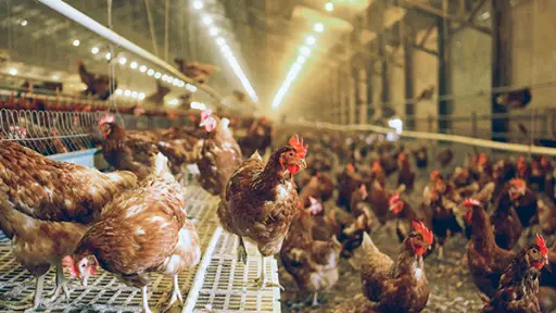Valoran puesta en marcha de seguro estatal a productores avícolas por influenza aviar