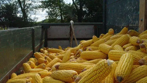 Hasta mil pesos la unidad: Expertos anticipan alivio en el precio del choclo en abril y mayo