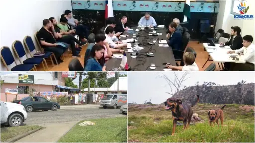 Vecinos de San Carlos Purén piden solución a perros vagos: Denuncian ataques a adultos mayores y niños