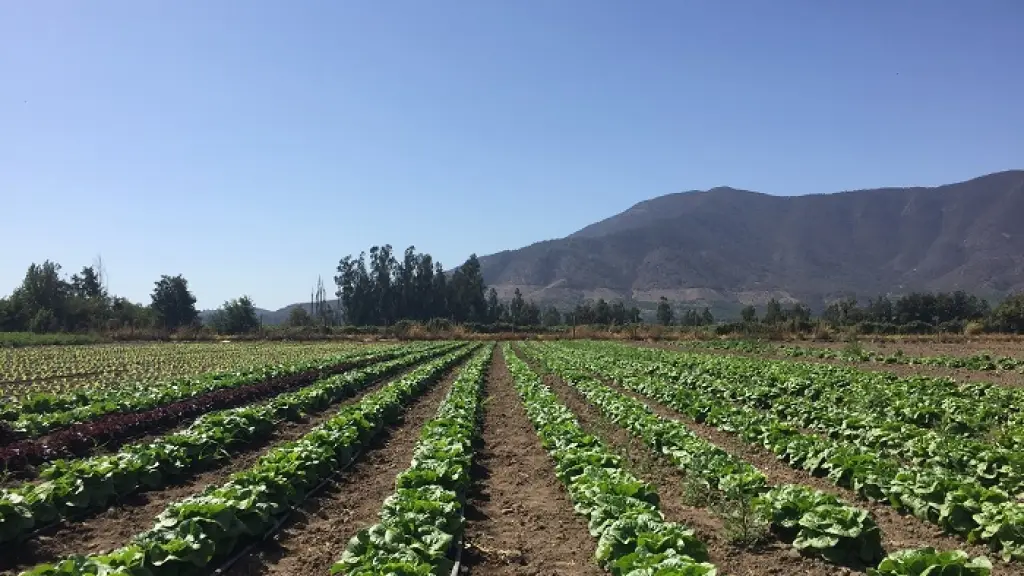 En conversaciones con el Ministerio de Agricultura, HORTACH A.G. ha llamado a imponer mayor control sobre la producción hortícola, que se mantiene funcionando con altos índices de informalidad.