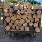 Robo de madera, Carabineros