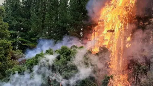 Activan Botón Rojo en Biobío por alta probabilidad de incendios forestales