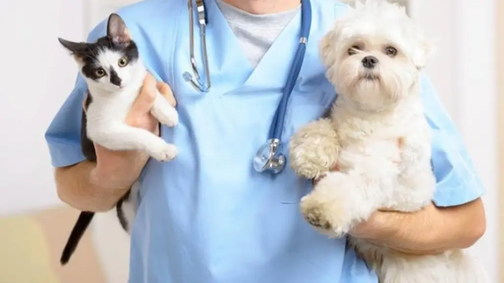 perro y gato esterilización