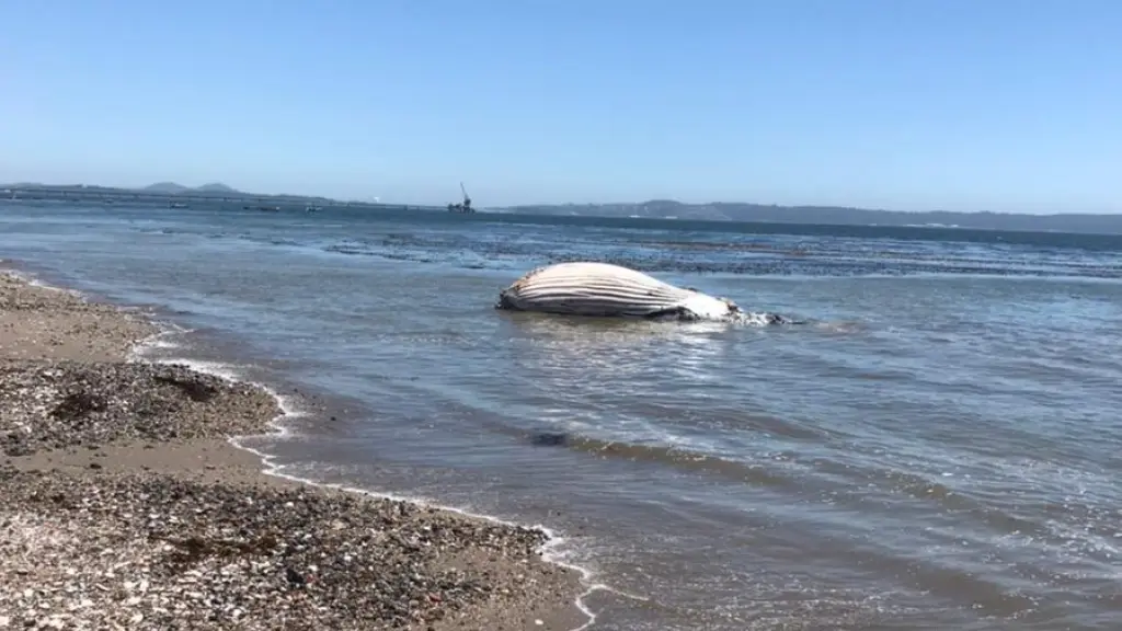 El ejemplar de aproximadamente 15 metros y unas 30 toneladas fue avistado en las orillas de una playa en el sector Cerro Verde Bajo., X | @sernapesca
