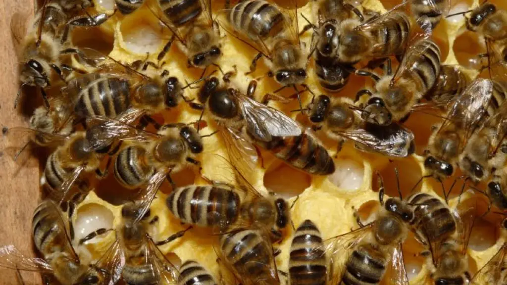 La selección genética de las colmenas aporta en la creación de cepas más resistentes a enfermedades y plagas, reduciendo la necesidad de tratamientos químicos y fortaleciendo la salud de las abejas en general., Cedida