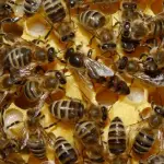 La selección genética de las colmenas aporta en la creación de cepas más resistentes a enfermedades y plagas, reduciendo la necesidad de tratamientos químicos y fortaleciendo la salud de las abejas en general., Cedida