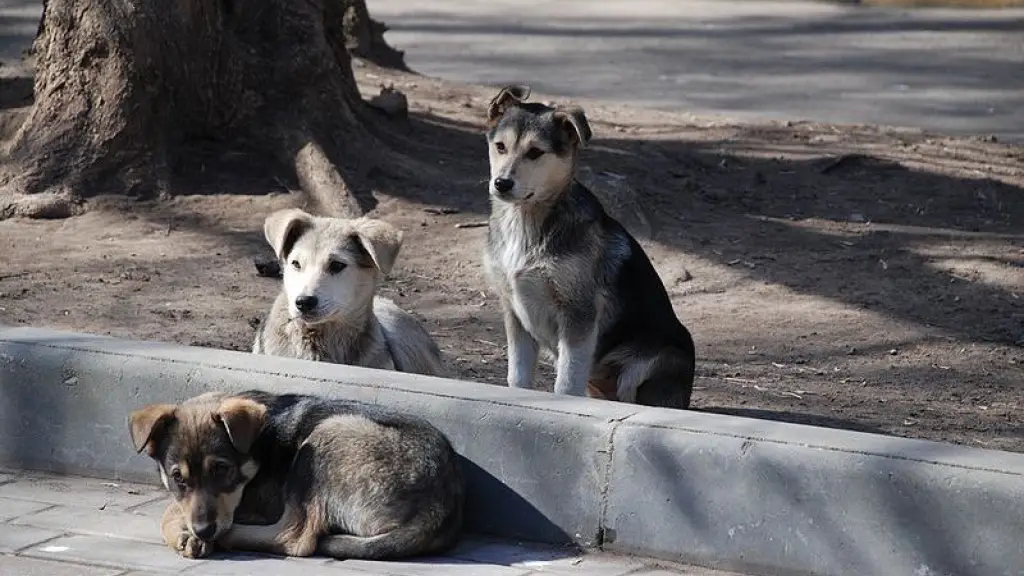 La Municipalidad apunta a que constituyen una amenaza para la seguridad e integridad de las personas ., contexto