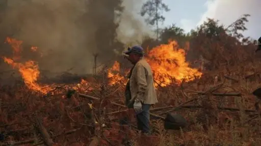 Incendio en Casablanca afecta 96,5 hectáreas forestales en Biobío