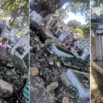 Familias piden reparar tumbas dañadas por caída de troncos debido a poda de árboles en Cementerio General de Los Ángeles