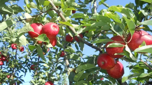 Fedefruta llama a controlar producción para evitar daños en huertos por altas temperaturas