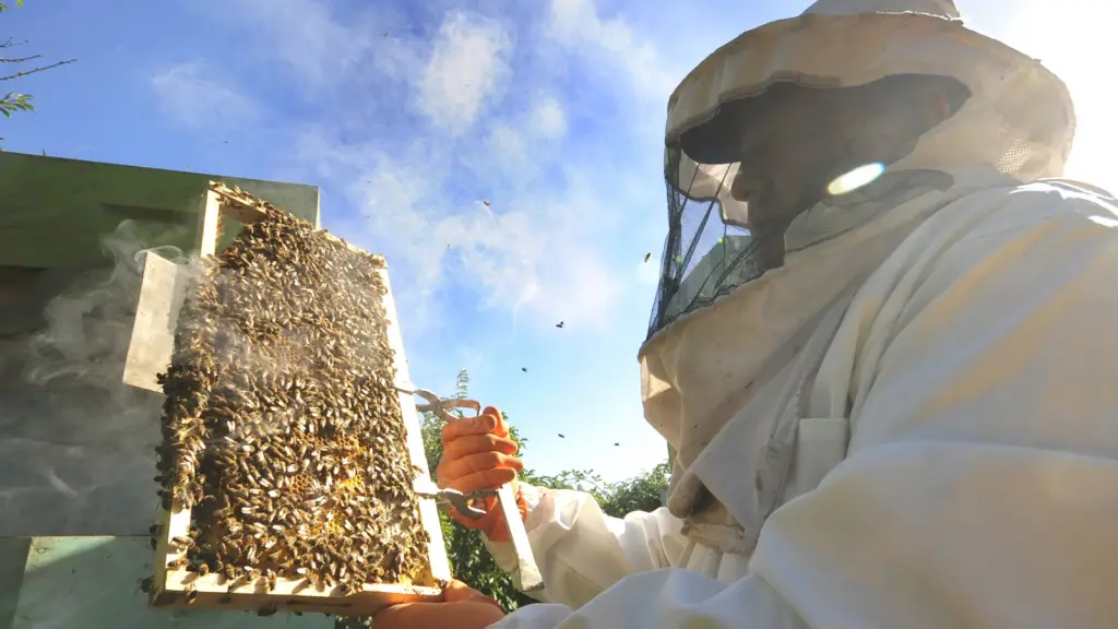 Las pérdidas sufridas por la apicultora producto de la aplicación negligente de pesticidas superan los 80 millones de pesos.