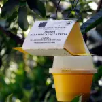 En Biobío, se han instalado 333 trampas en contra del insecto, distribuidas en toda la región como medida de prevención.