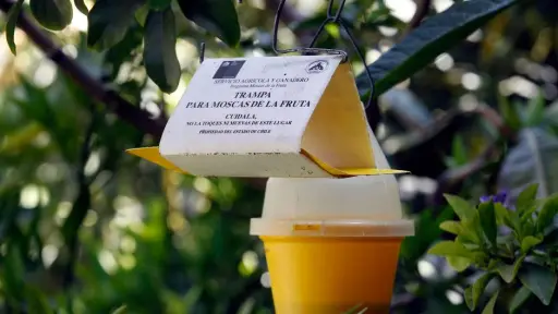 SAG detalló plan de vigilancia para evitar ingreso de mosca de la fruta