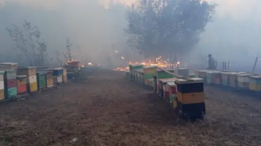 Exhortan a apicultores a tomar precauciones debido a riesgo de incendios forestales