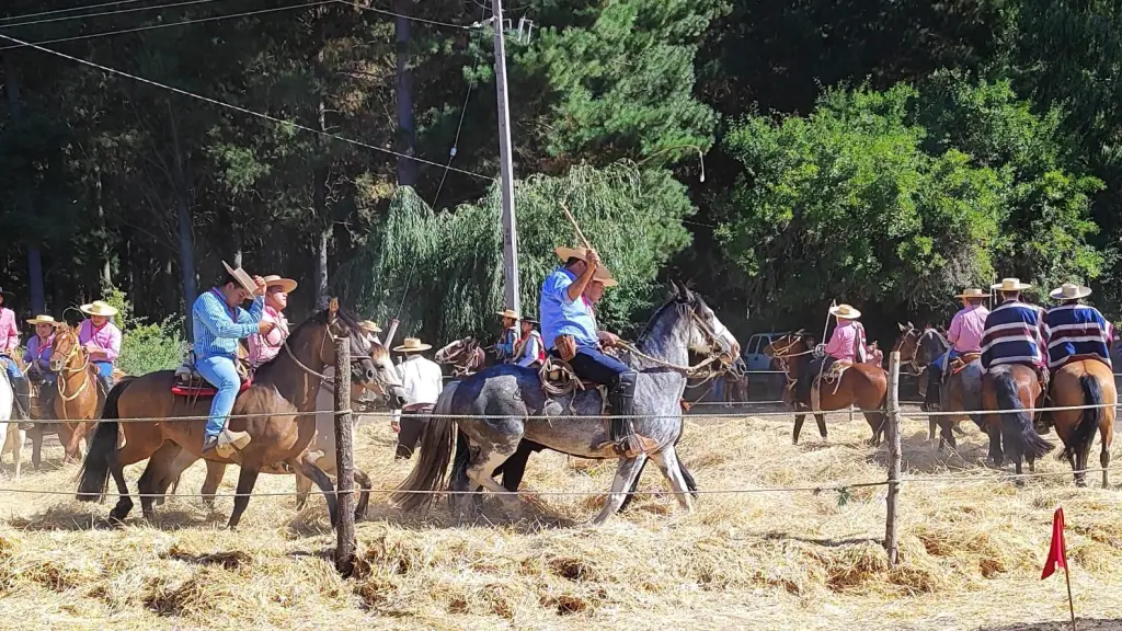 Un aspecto de la trilla a yegua suelta en Cancha Rayada., Cedida