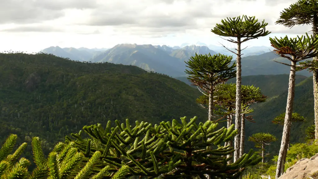 Ruta Patrimonial Alto Biobío: Araucarias de la Cordillera de Pemehue, Cedida