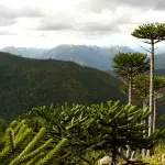 Ruta Patrimonial Alto Biobío: Araucarias de la Cordillera de Pemehue, Cedida