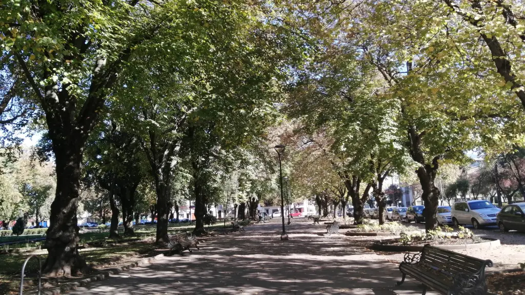 Los árboles de la Plaza Pinto brindan sombra en el caluroso verano de Los Ángeles., La Tribuna