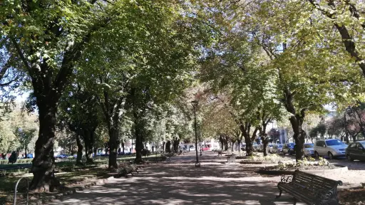 Ruta de la Sombra: Relevan importancia de árboles urbanos para capear la ola de calor
