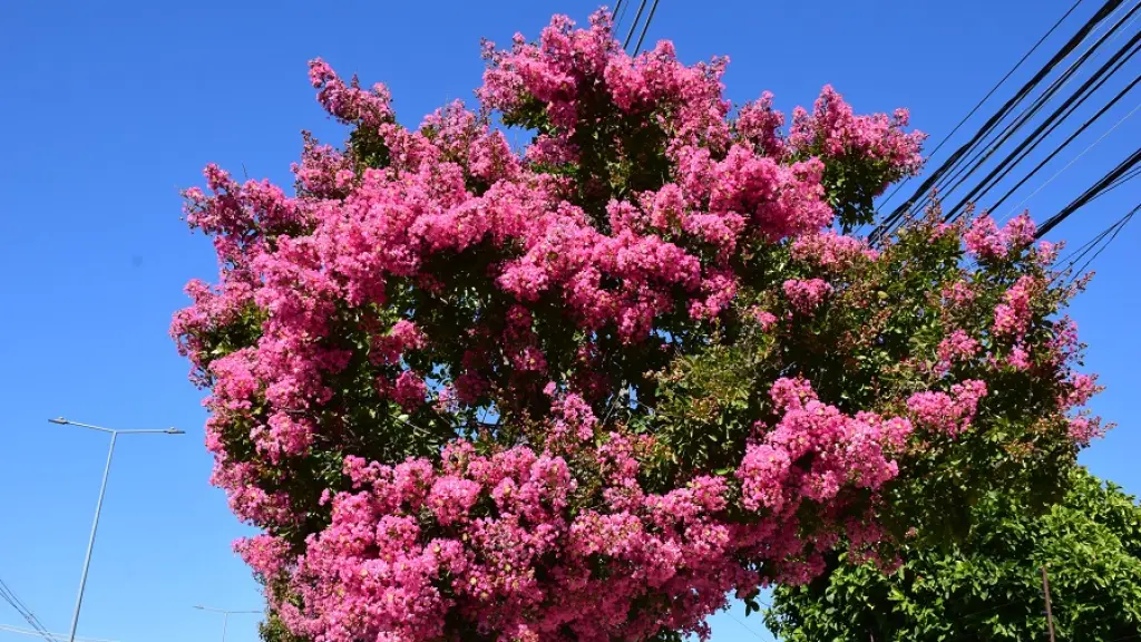 El crespón: El “árbol del verano” que hermosea las calles del centro de Los Ángeles