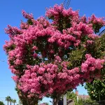 El crespón: El “árbol del verano” que hermosea las calles del centro de Los Ángeles