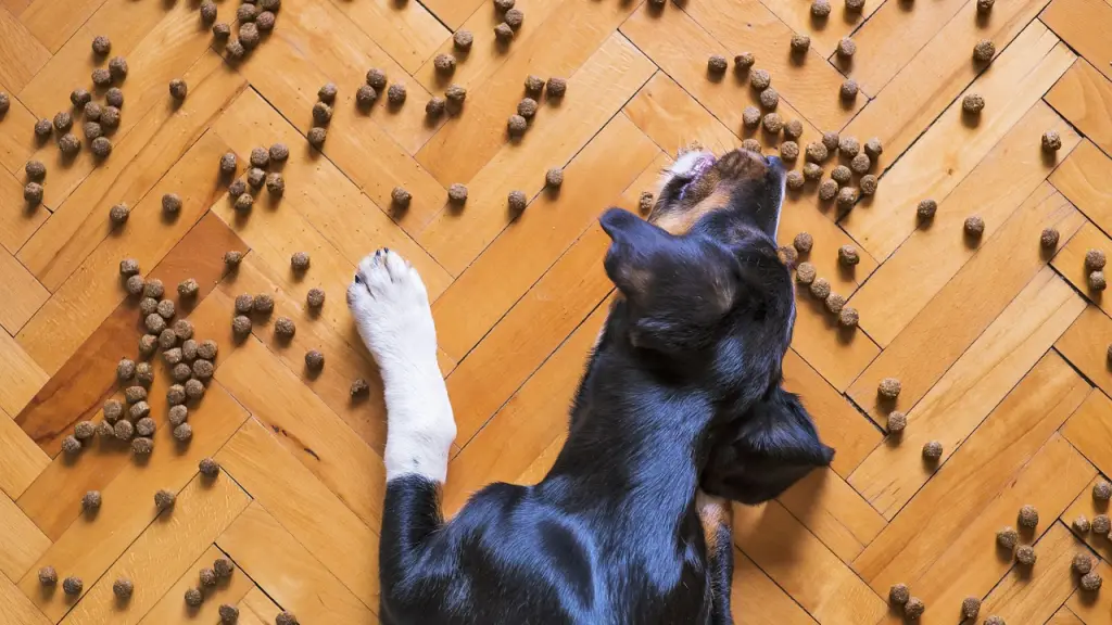 comida de perro, croqueta de perro, comida seca de perro, Pixabay