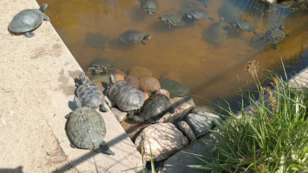 Evalúan estado de más de 200 animales sobrevivientes de incendio en Jardín Botánico de Viña del Mar, Cedida