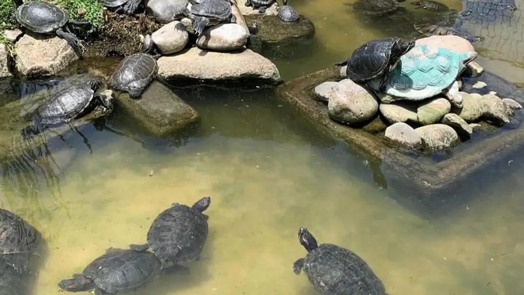 Jardín Botánico informó que las tortugas están a salvo., Instagram: @jardinbotanicovdm