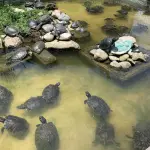 Jardín Botánico informó que las tortugas están a salvo., Instagram: @jardinbotanicovdm