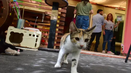 Santo Cielo: El novedoso café felino que llegó a Los Ángeles para quedarse 