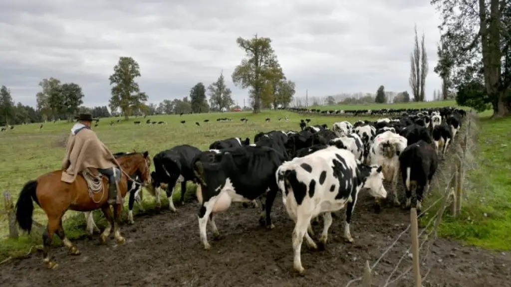 Según el gerente de FEDECARNE F.G., falta un mayor trabajo comunicacional de parte del Ministerio de Agricultura para dar a conocer a los potenciales usuarios las prestaciones de Agroseguros.