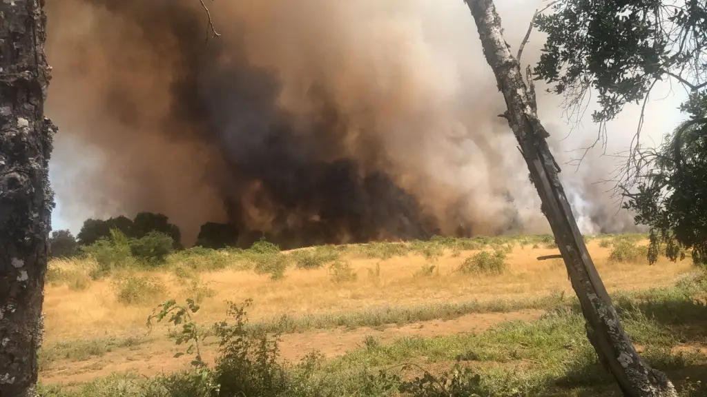 Incendio de Mulchén llevaría 100 hectáreas afectadas y se mantiene en combate, Cedida