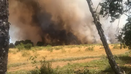 ACTUALIZACIÓN: Incendio de Mulchén llevaría 100 hectáreas afectadas y se mantiene en combate