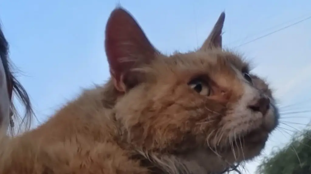 Nikita, la gata rescatada de un incendio en Villa Alemana, Chilevisión