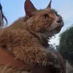 Nikita, la gata rescatada de un incendio en Villa Alemana, Chilevisión