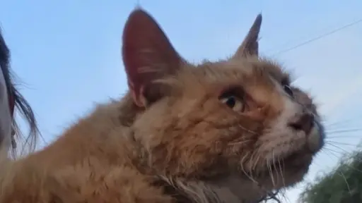 VIDEO: La historia de Nikita, la mascota que fue rescatada por su dueña de las llamas en Villa Alemana