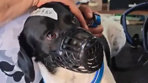 VIDEO: Operativo gratuito de esterilización a mascotas fue un éxito en Los Ángeles